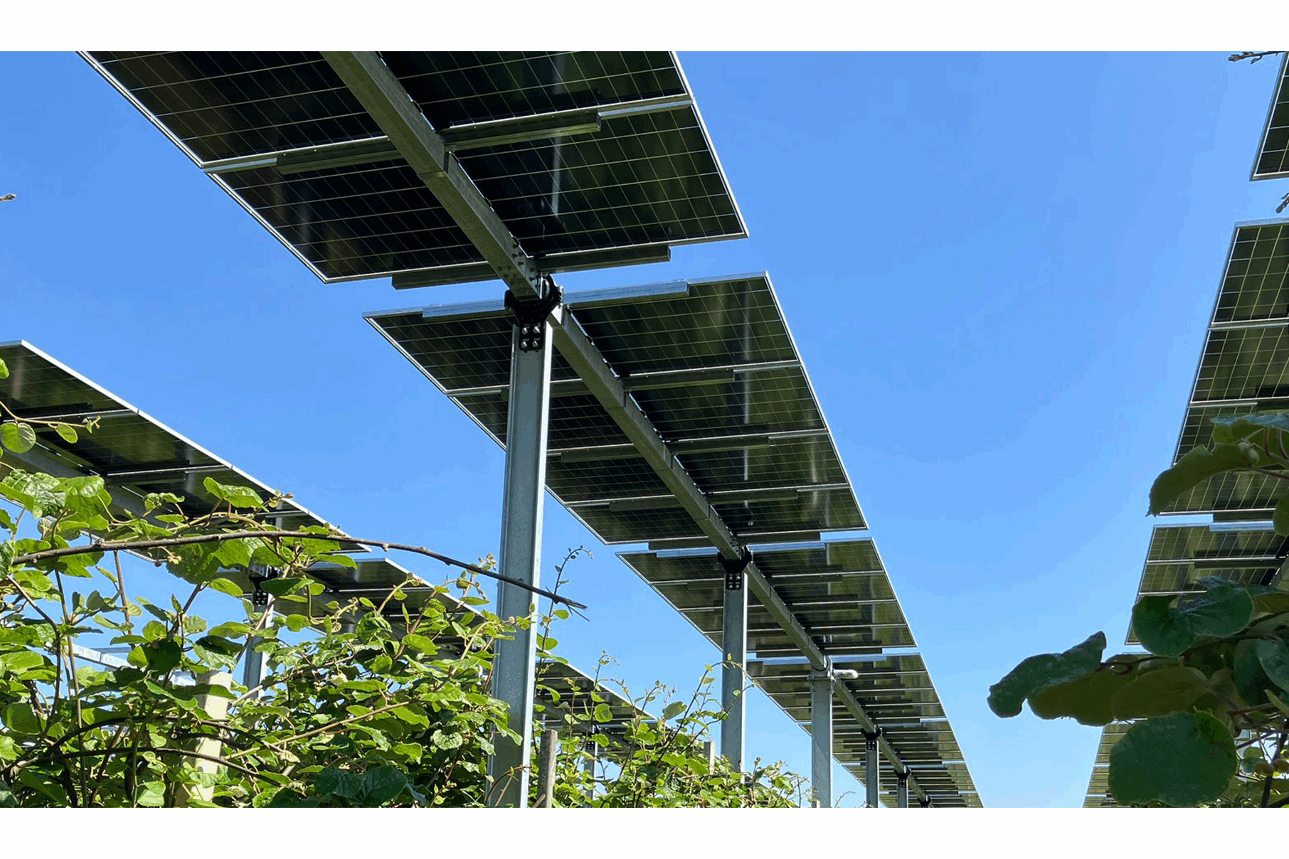 Immagine impianto agrivoltaico installato da ECO The Photovoltaic Group